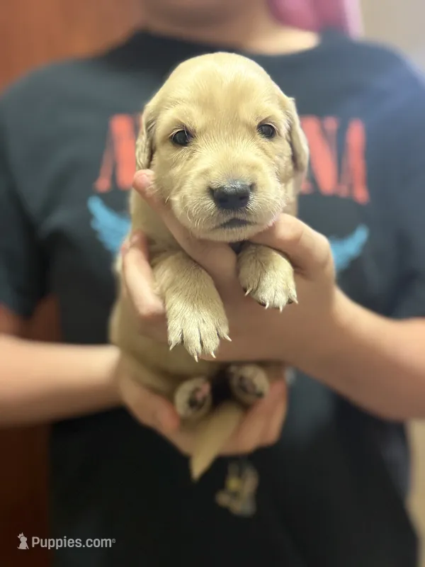 Zelda – Golden Retriever puppy for sale in Terrell, TX