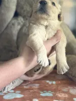 Fatboy, a male Golden Retriever and English Cream Golden Retriever for sale in Terrell, TX – 2 of 6