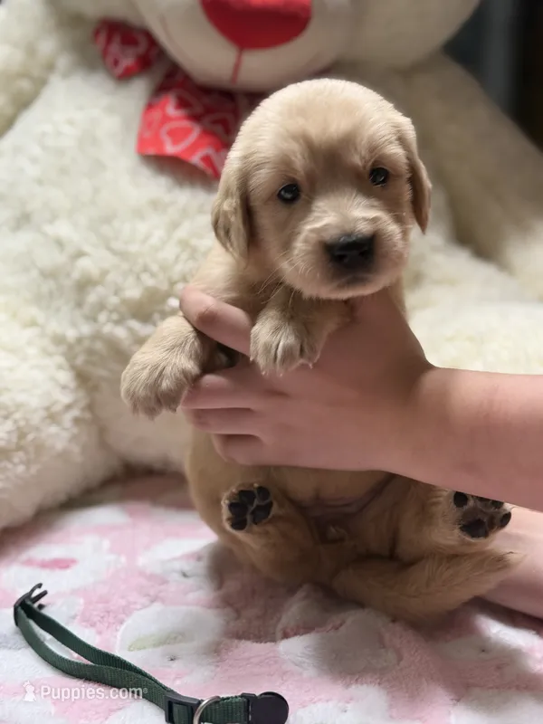 Lilly – Golden Retriever puppy for sale in Terrell, TX