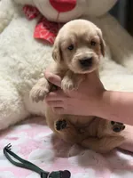 Lilly, a female Golden Retriever for sale in Terrell, TX – 1 of 6