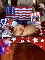 Houston, a male Golden Retriever for sale in Terrell, TX – 3 of 5