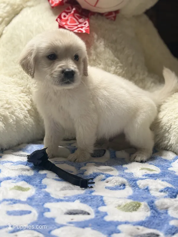 Loki – Golden Retriever, English Cream Golden Retriever puppy for sale in Terrell, TX