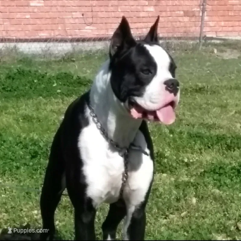 polo – Boxer puppy for sale in Terrell, TX