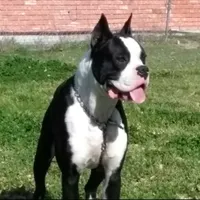 polo, a  Boxer for sale in Terrell, TX – 1 of 7