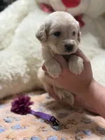 Loki, a male Golden Retriever and English Cream Golden Retriever for sale in Terrell, TX – 5 of 5