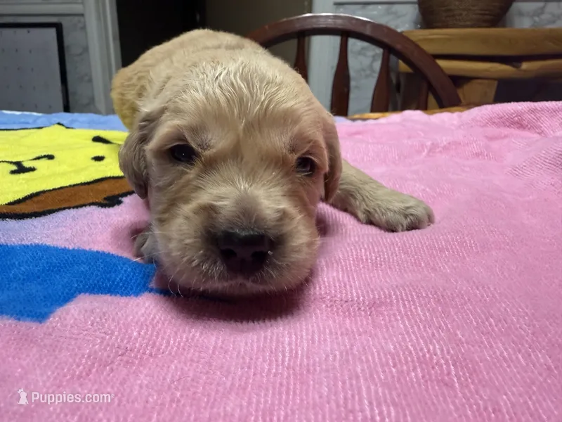 Mr.Purple – Golden Retriever, English Cream Golden Retriever puppy for sale in Terrell, TX