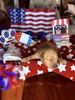 Gunner, a male Golden Retriever for sale in Terrell, TX – 5 of 6