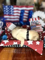 Liberty, a female Golden Retriever for sale in Terrell, TX – 2 of 3