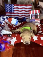 Dallas, a male Golden Retriever for sale in Terrell, TX – 5 of 5