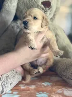 Rockett, a male Golden Retriever and English Cream Golden Retriever for sale in Terrell, TX – 4 of 5