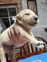 Mr.Black, a male Golden Retriever and English Cream Golden Retriever for sale in Terrell, TX – 2 of 6