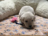 Titan, a male Golden Retriever and English Cream Golden Retriever for sale in Terrell, TX – 4 of 5