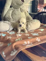Daisy, a female Golden Retriever and English Cream Golden Retriever for sale in Terrell, TX – 5 of 5