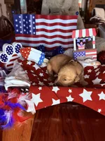 Gunner, a male Golden Retriever for sale in Terrell, TX – 3 of 6