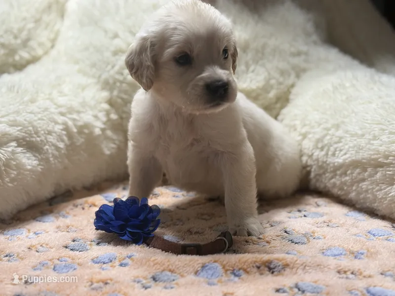 Rowdy – Golden Retriever, English Cream Golden Retriever puppy for sale in Terrell, TX