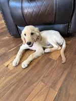 AKC Male Golden, a male Golden Retriever for sale in Terrell, TX – 7 of 7