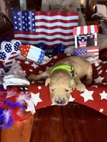 Dallas, a male Golden Retriever for sale in Terrell, TX – 4 of 5