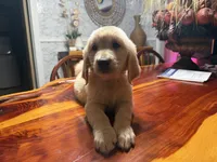 Daisy, a female Golden Retriever for sale in Terrell, TX – 4 of 7