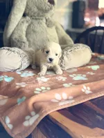 Daisy, a female Golden Retriever and English Cream Golden Retriever for sale in Terrell, TX – 3 of 5