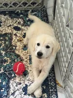 Loki, a male Golden Retriever and English Cream Golden Retriever for sale in Terrell, TX – 3 of 3