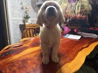 Daisy, a female Golden Retriever for sale in Terrell, TX – 6 of 7