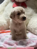 Daisy, a female Golden Retriever for sale in Terrell, TX – 6 of 6