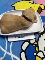 Mr.Purple, a male Golden Retriever and English Cream Golden Retriever for sale in Terrell, TX – 6 of 6