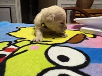 Ms. Yellow, a female Golden Retriever and English Cream Golden Retriever for sale in Terrell, TX – 7 of 9