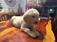 Daisy, a female Golden Retriever for sale in Terrell, TX – 3 of 7