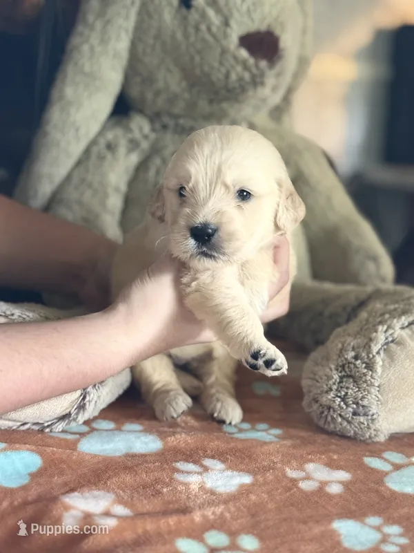 Juno – Golden Retriever, English Cream Golden Retriever puppy for sale in Terrell, TX