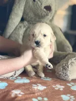 Juno, a female Golden Retriever and English Cream Golden Retriever for sale in Terrell, TX – 1 of 5