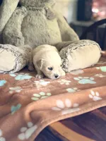 Daisy, a female Golden Retriever and English Cream Golden Retriever for sale in Terrell, TX – 2 of 5