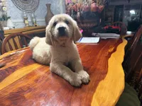 Daisy, a female Golden Retriever for sale in Terrell, TX – 5 of 7