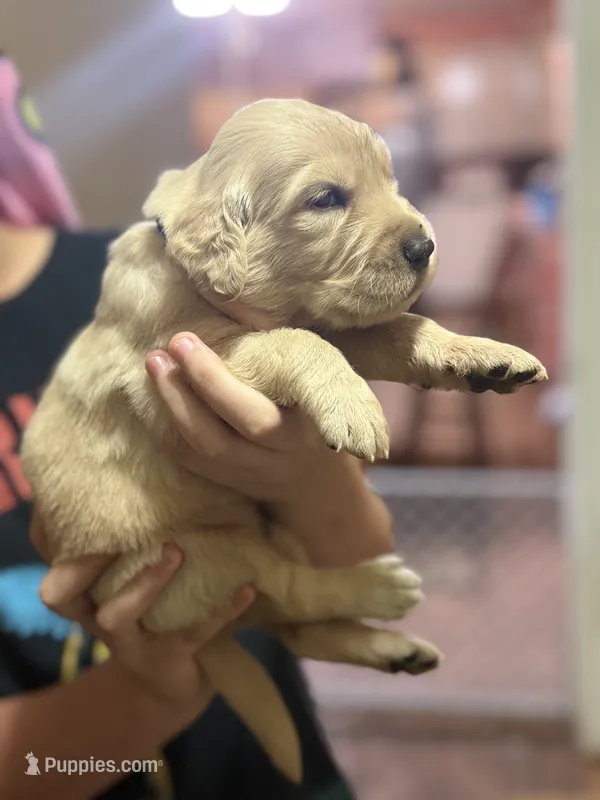 Bagels – Golden Retriever puppy for sale in Terrell, TX