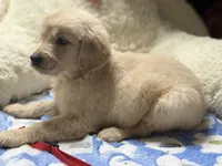 Yuki, a female Golden Retriever for sale in Terrell, TX – 4 of 8
