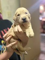 Ranger, a male Golden Retriever for sale in Terrell, TX – 4 of 6