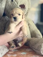Rockett, a male Golden Retriever and English Cream Golden Retriever for sale in Terrell, TX – 1 of 5