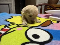 Ms. Yellow, a female Golden Retriever and English Cream Golden Retriever for sale in Terrell, TX – 8 of 9