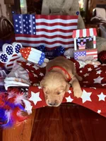 Houston, a male Golden Retriever for sale in Terrell, TX – 5 of 5