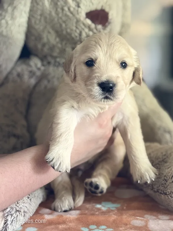 Fatboy – Golden Retriever, English Cream Golden Retriever puppy for sale in Terrell, TX