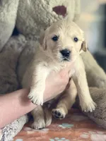 Fatboy, a male Golden Retriever and English Cream Golden Retriever for sale in Terrell, TX – 1 of 6