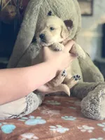 Juno, a female Golden Retriever and English Cream Golden Retriever for sale in Terrell, TX – 4 of 5