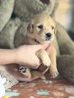 Clover, a female Golden Retriever and English Cream Golden Retriever for sale in Terrell, TX – 4 of 5