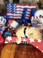 Freedom, a female Golden Retriever for sale in Terrell, TX – 5 of 5