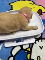 Ms.Pink, a female Golden Retriever and English Cream Golden Retriever for sale in Terrell, TX – 5 of 9