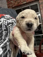 Mr.Black, a male Golden Retriever and English Cream Golden Retriever for sale in Terrell, TX – 6 of 6