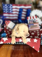 Freedom, a female Golden Retriever for sale in Terrell, TX – 1 of 5