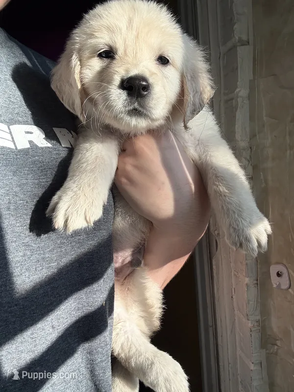 Titan – Golden Retriever, English Cream Golden Retriever puppy for sale in Terrell, TX