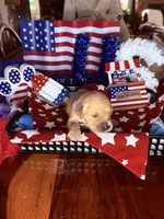 Betsy, a female Golden Retriever for sale in Terrell, TX – 3 of 5