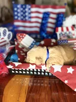Freedom, a female Golden Retriever for sale in Terrell, TX – 3 of 5